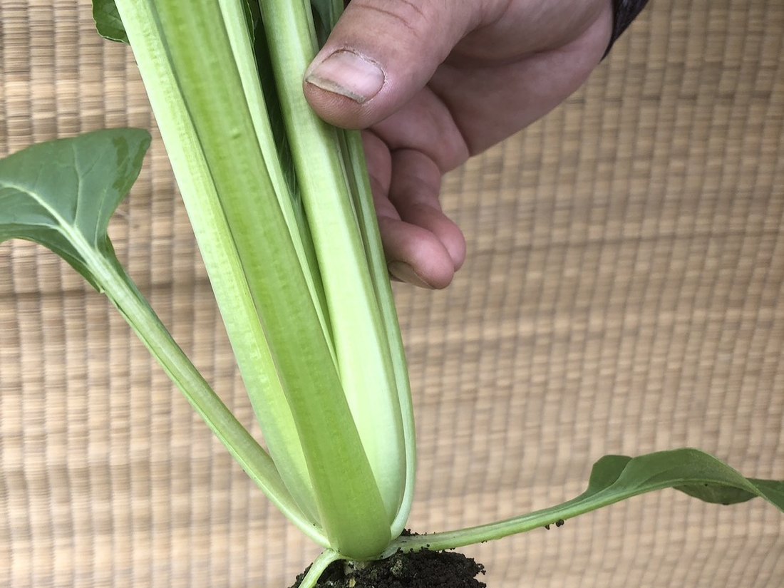 自分の手で小松菜を収穫する様子