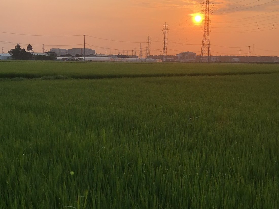 稲が実る田園風景