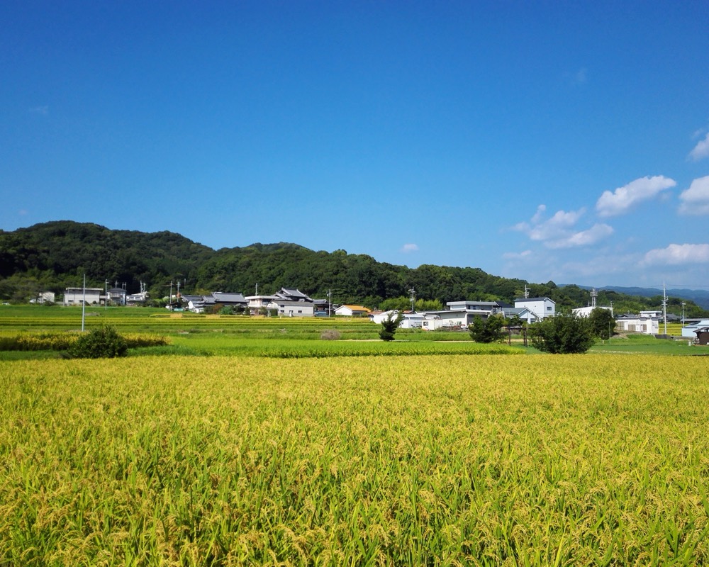 実りに向かう稲作の圃場