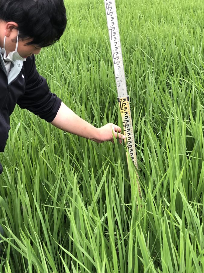 圃場で農作業をする様子